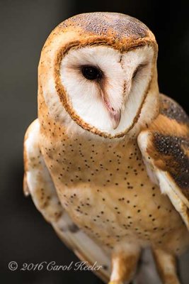 Captive Barn Owl 
