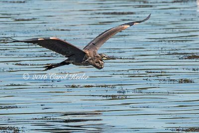 Great Blue Heron Gliding 