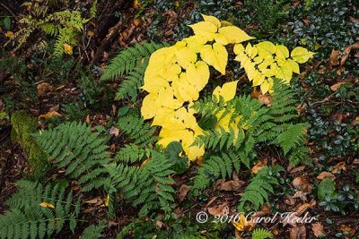 Yellow with Ferns 