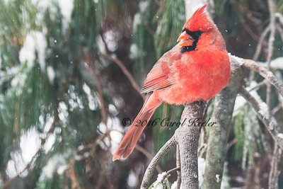 Winter Male Cardinal 