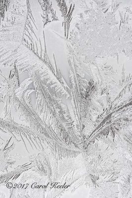 Frost Feathers 