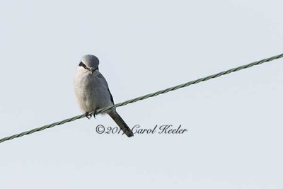 Watchful Northern Shrike 