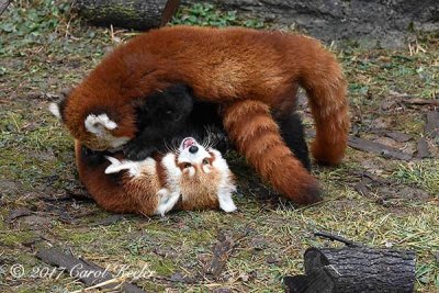 Rough Housing Red Pandas 