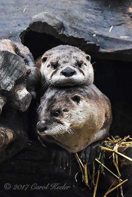 Otters Stacked 