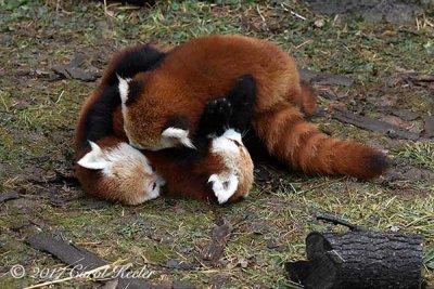 Red Panda Play 