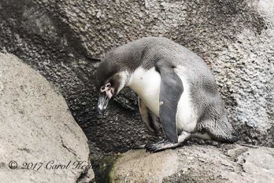 Humbolt Penguin Youngster
