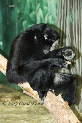 Siamang Eating an Egg 