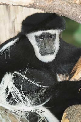 Colobus Monkey 