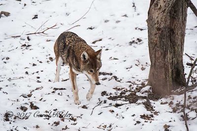 Red Wolf 