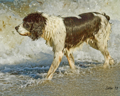 BEACH DOGS  IMG_3149 