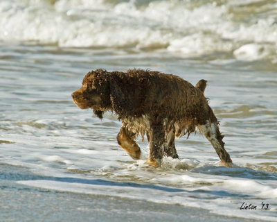 BEACH DOGS   IMG_3099 