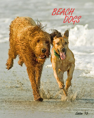 BEACH DOGS