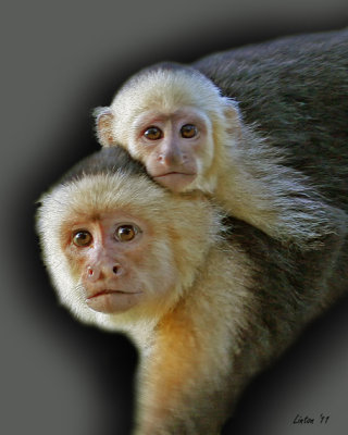 CAPUCHIN MONKEY MOTHER AND DAUGHTER  IMG_0275 