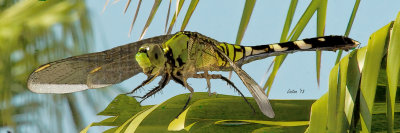 DRAGONFLY-PALM FROND