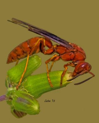 RED PAPER WASP (Order-Hymenoptera)  IMG_0896 