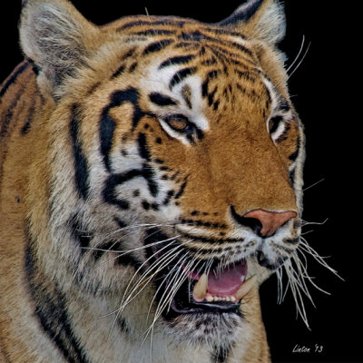 INDIAN TIGER IMG_9071