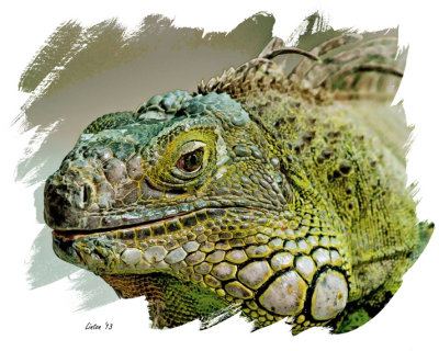 IGUANA VERDE (Iguana iguana)   IMG_0183 
