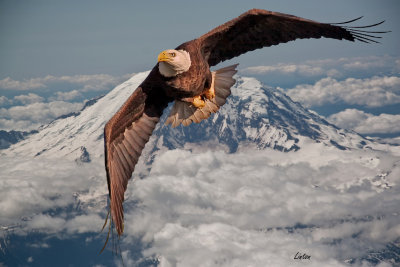 AMERICAN BALD EAGLE (Haliaeetus leucocephalus)  IMG_0818 