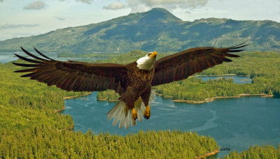 EXCLUSIVELY EAGLES