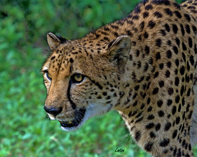 CHEETAH IMG_3798