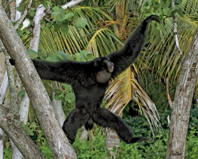 GIBBON IMG_3721