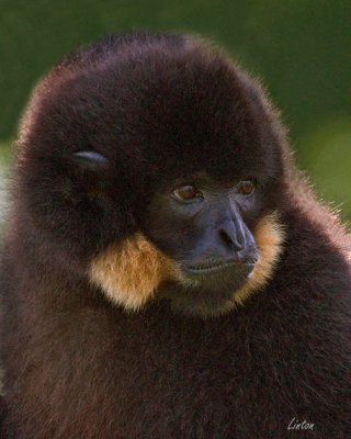 GIBBON IMG_3762