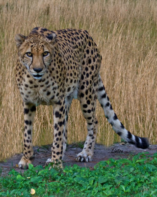 CHEETAH IMG_0352