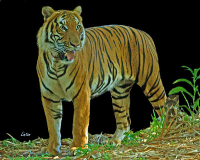 MALAYAN TIGER IMG_3698