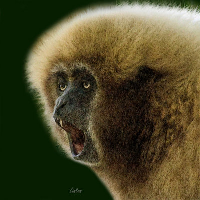 GIBBON IMG_3849