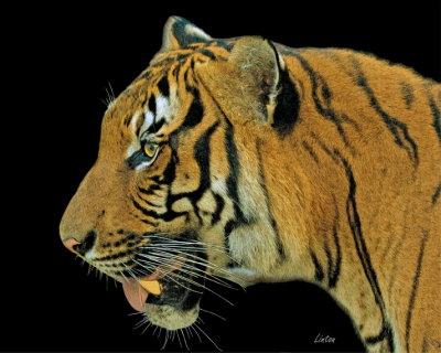 MALAYAN TIGER IMG_3702