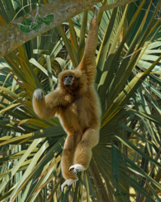 GIBBON IMG_3842