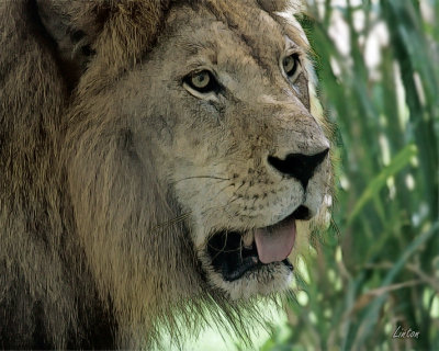 AFRICAN LION IMG_3801
