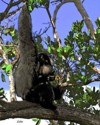 GIBBON IMG_3713