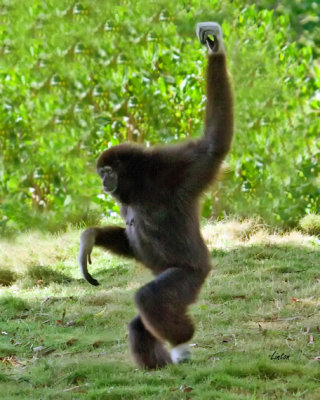 GIBBON IMG_3829