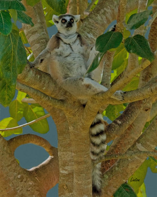 LEMUR IMG_3755