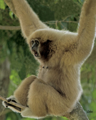 FEMALE BUFF-CHEEKED GIBBON IMG_3849