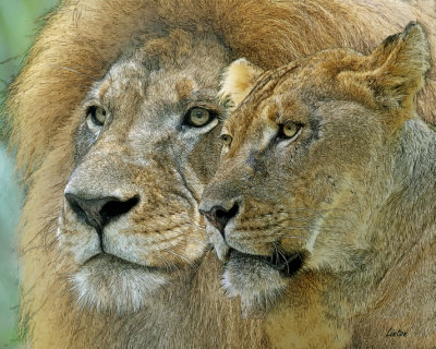 LION/LIONESS 