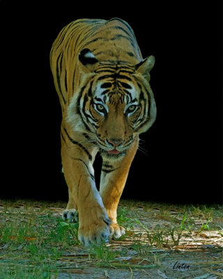 MAYLAYAN TIGER IMG_1518