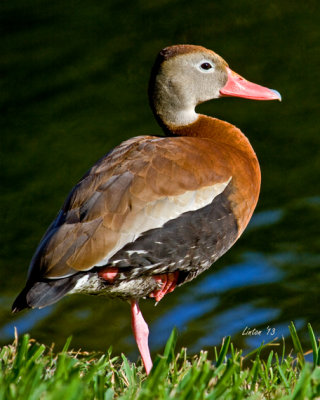 BLACK-BELLIED WHISTLING DUCK (Dendrocygna autumnalis)  IMG_3993 