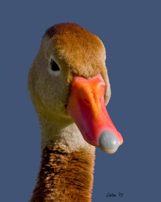 BLACK-BELLIED WHISTLING DUCK (Dendrocygna autumnalis) IMG_4012 