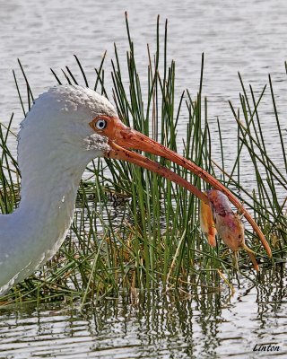 WHITE IBIS  IMG_3939  (Eudocimus albus) 