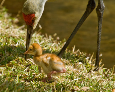 SANDHILL CRANE MOTHER AND CHICK (Grus canadensis) IMG_2556