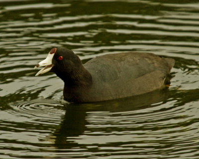 AMERICAN COOT (Fulica americana) IMG_4167