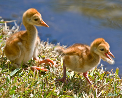 SANDHILL CRANE CHICKS  IMG_2600 