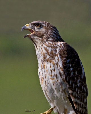HAWK  IMG_4731 