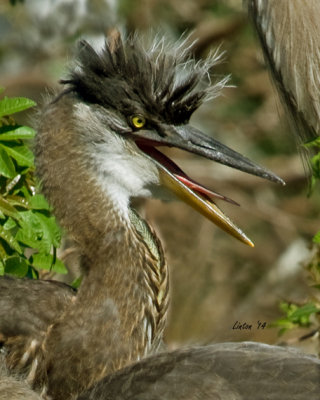  GREAT BLUE HERON CHICK   IMG_4756 
