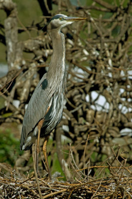  GREAT BLUE HERON AND CHICK IN NEST  IMG_4684 