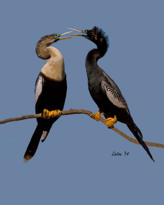 ANHINGA PAIR  IMG_4775 