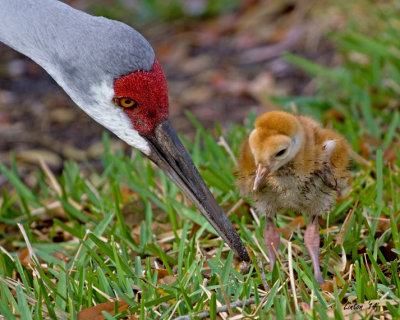  SANDHILL CRANE MOTHER AND ONE-DAY-OLD CHICK  IMG_4861 