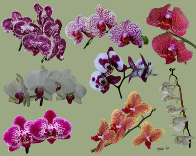 ORCHID SPLASH